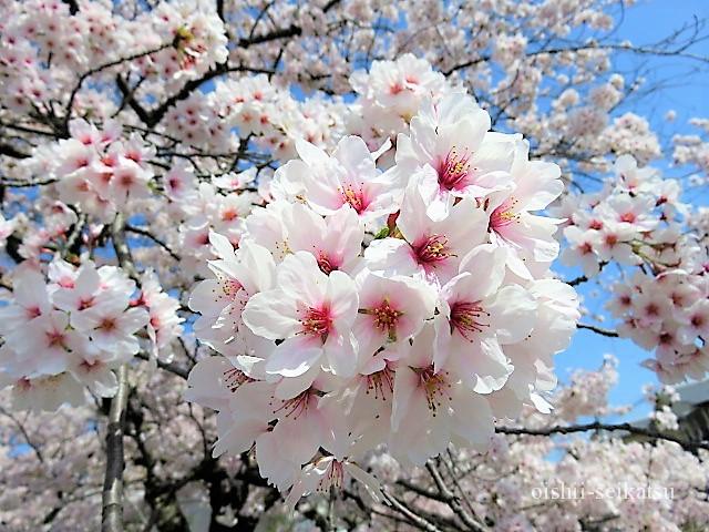 2022 京都 桜 見 ごろ 【2022年】京都の桜を見に行こう！開花情報・桜の名所・おすすめ体験を詳しく解説！