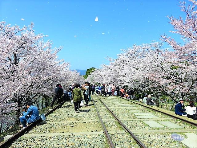 蹴上インクライン 岡崎疎水 京都の桜開花状況21とアクセスは 美味しい生活