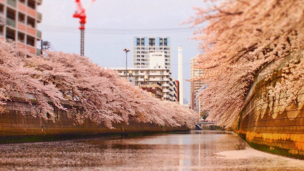 目黒川桜クルーズ