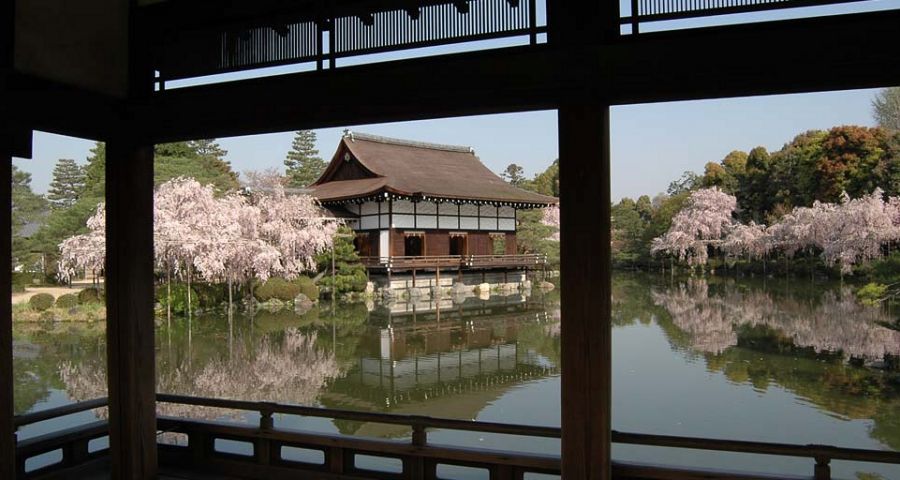 平安神宮桜開花状況枝垂れ桜見ごろ