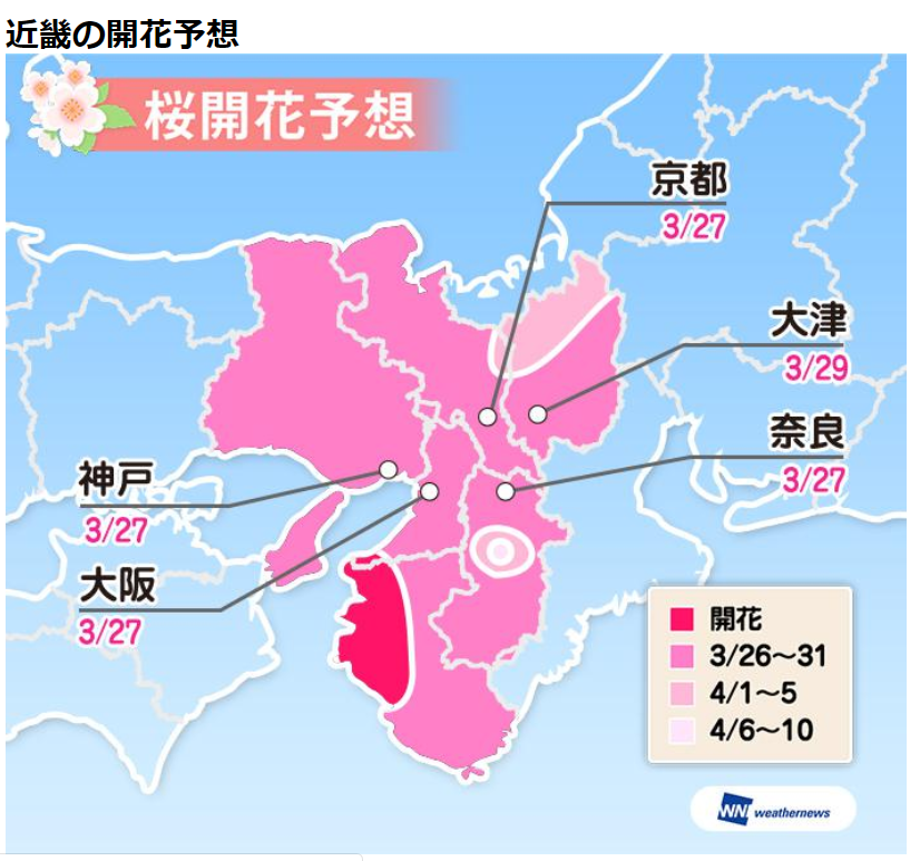 京都桜開花予想