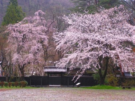 角館桜まつり開催日駐車場開花情報