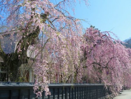 角館桜まつり開催日駐車場開花予想