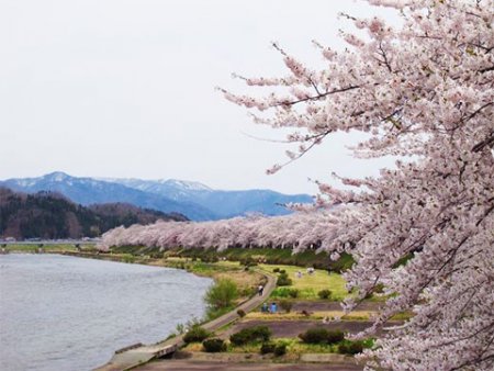 角館桜まつり開催日駐車場開花予想