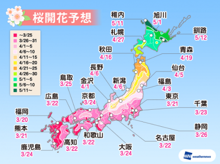 平安神宮桜開花状況枝垂れ桜見ごろ