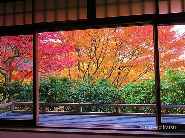 京都紅葉見頃時期