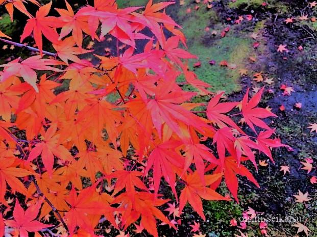 京都紅葉見頃時期