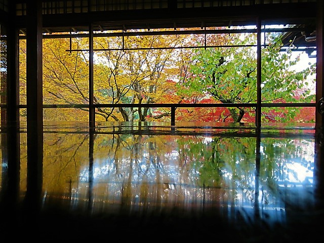 京都紅葉見頃時期
