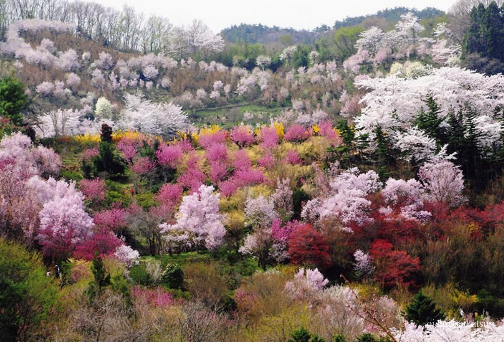 桜の開花予想 福島県 花見山公園の見頃とアクセスは 美味しい生活
