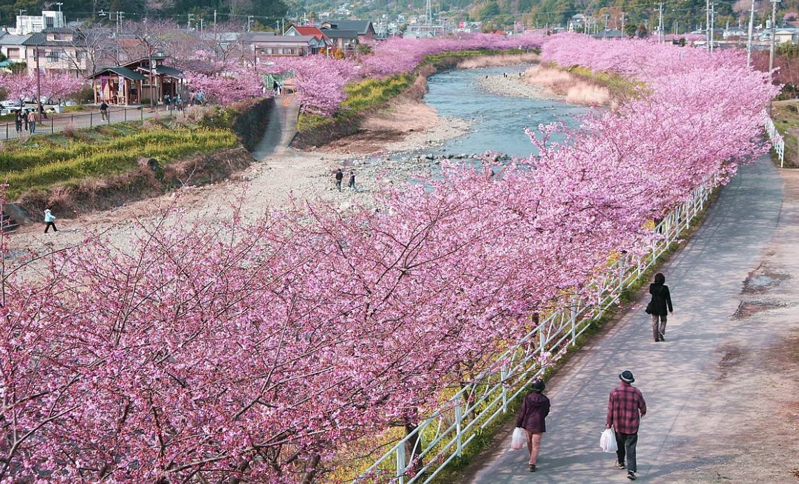 河津桜見頃開花情報