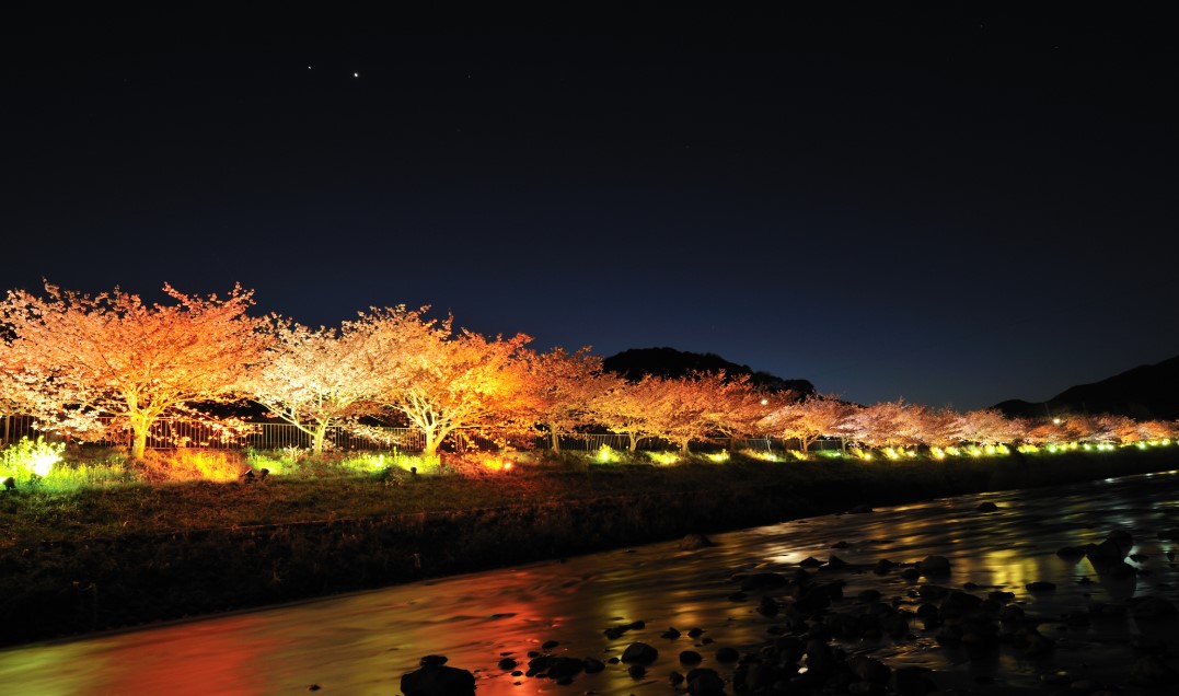 河津桜見頃開花情報