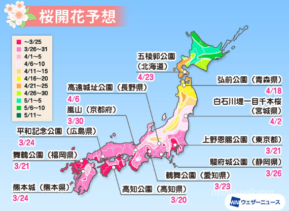 舞鶴公園桜開花予想