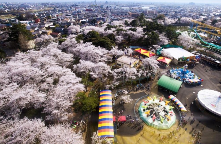 華蔵寺公園開花情報