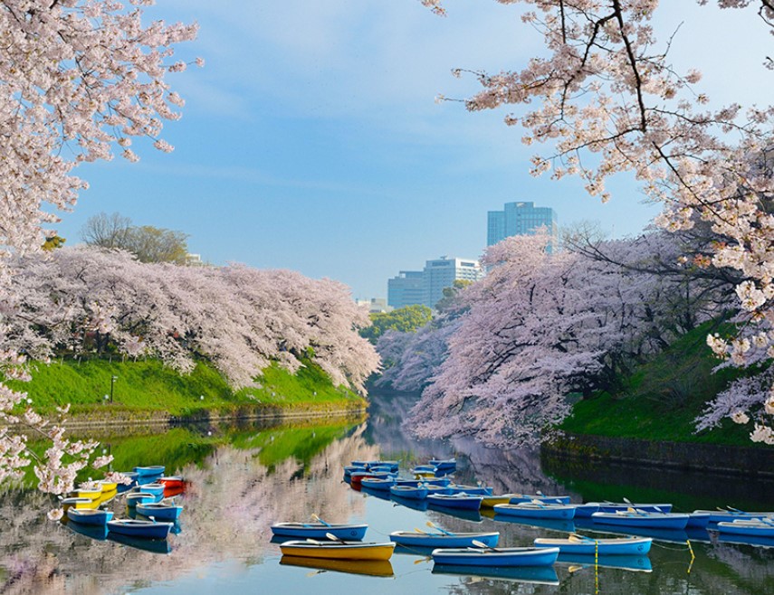千鳥ヶ淵桜開花状況
