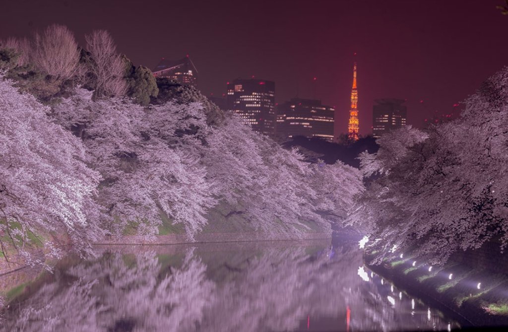 千鳥ヶ淵桜開花状況