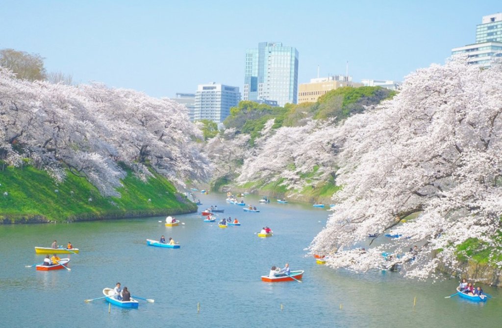千鳥ヶ淵桜開花状況