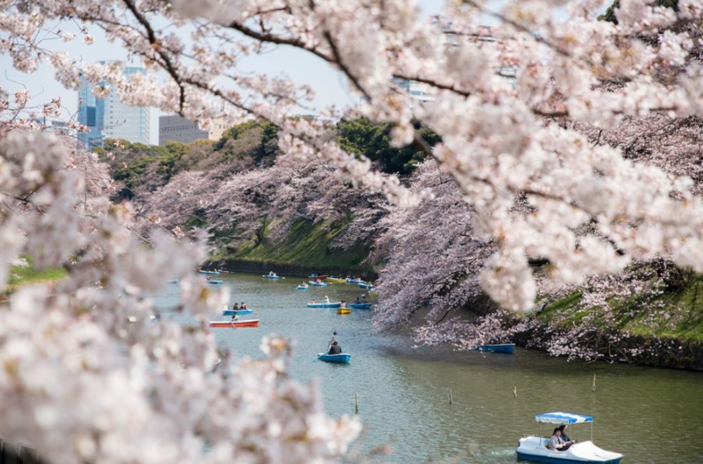 千鳥ヶ淵桜開花状況