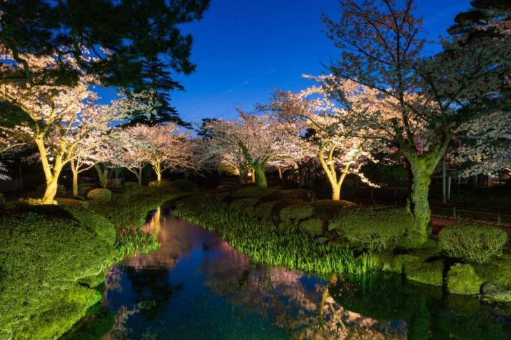 兼六園桜無料開放日