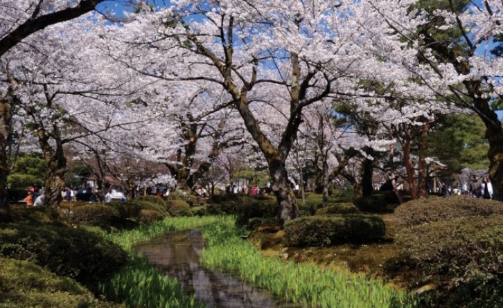 兼六園桜無料開放日