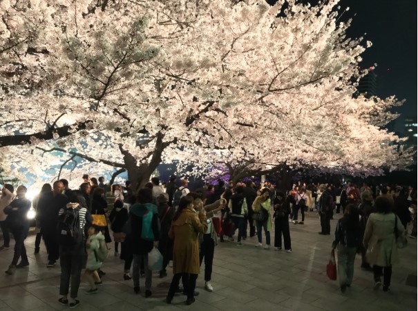 舞鶴公園桜開花予想