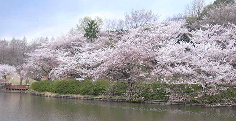 県立三ツ池公園の桜 開花状況21は アクセス 駐車場情報 美味しい生活