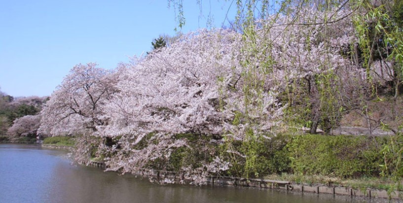 三ツ池公園桜開花状況