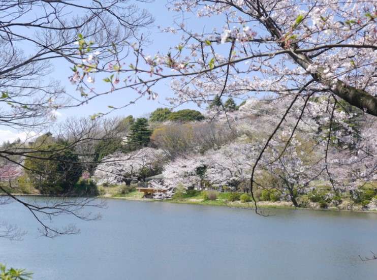 三ツ池公園桜開花状況