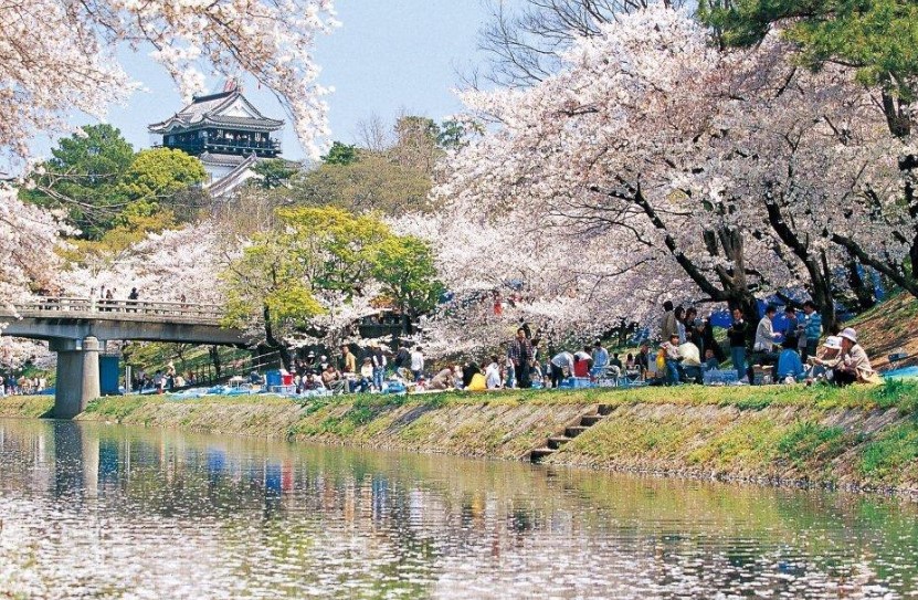 岡崎公園桜開花状況