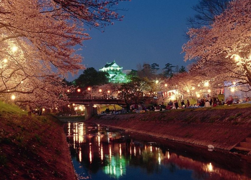 岡崎公園桜開花状況