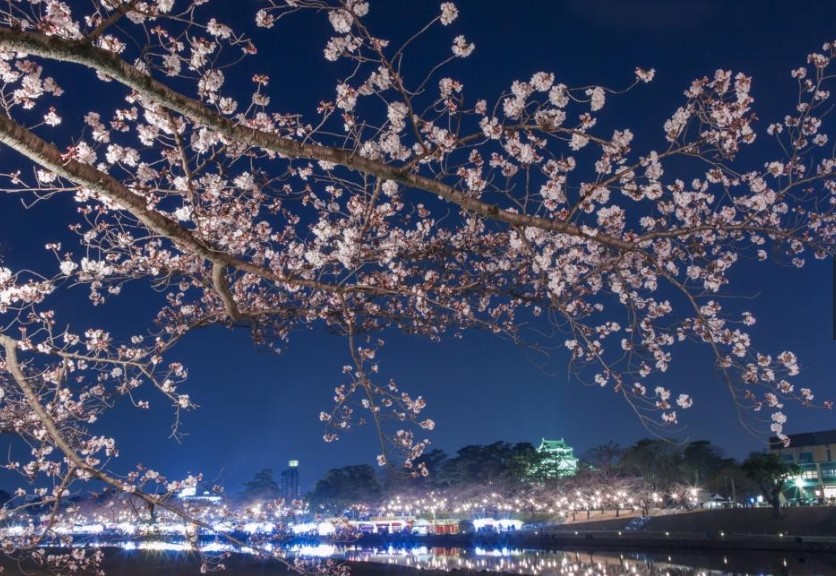 岡崎公園桜開花状況