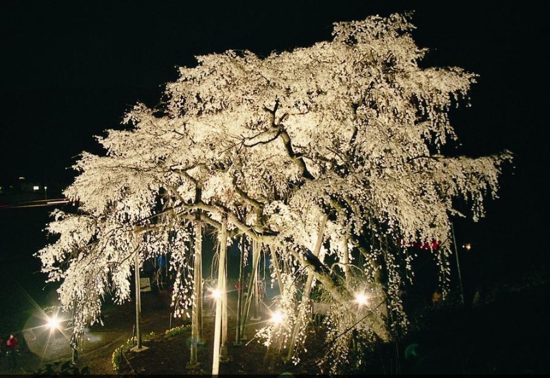岡崎公園桜開花状況