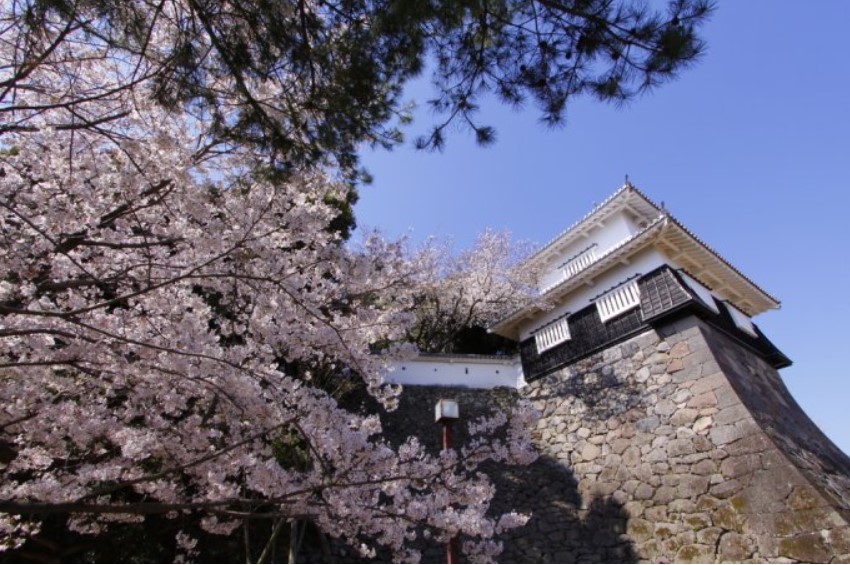 大村公園桜開花状況
