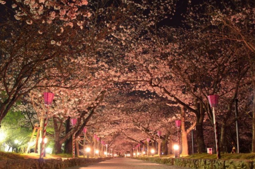 大村公園桜開花状況