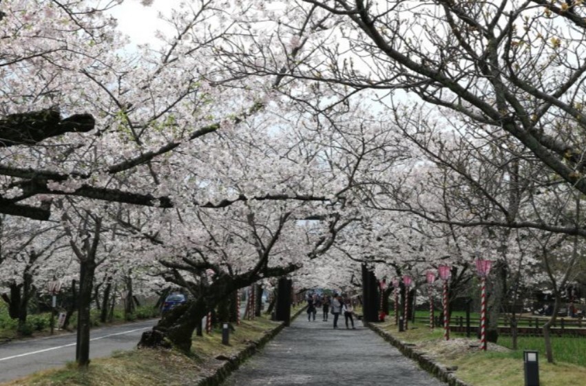 大村公園桜開花状況