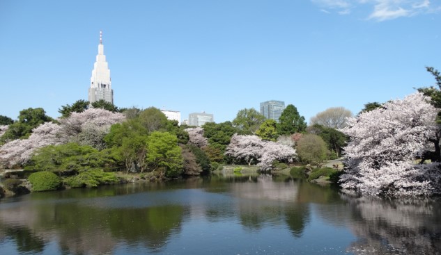 新宿御苑桜開花状況ライトアップ