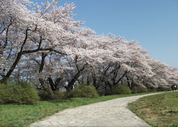北上展勝地桜開花予想