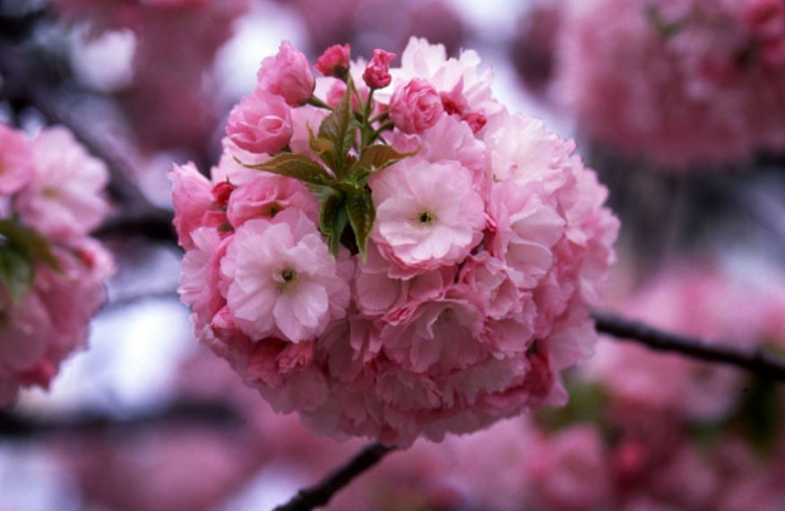 造幣局桜の通り抜けアクセス