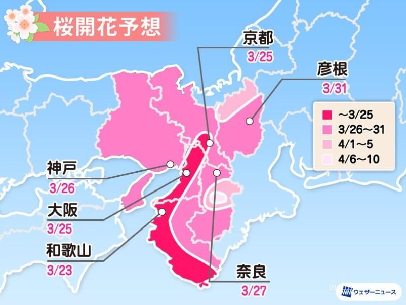 造幣局の通り抜け桜開花